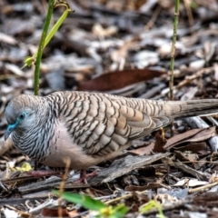 Geopelia placida at Mon Repos, QLD - 28 Jun 2024