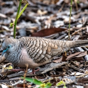 Geopelia placida at Mon Repos, QLD - 28 Jun 2024