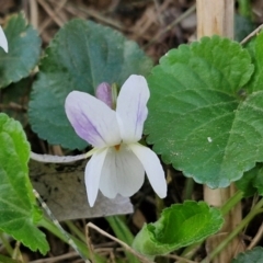 Viola odorata at Paling Yards, NSW - 7 Sep 2024 by trevorpreston