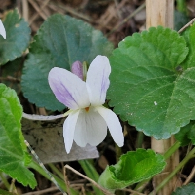 Viola odorata (Sweet Violet, Common Violet) at Paling Yards, NSW - 7 Sep 2024 by trevorpreston