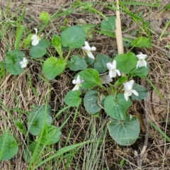 Viola odorata at Paling Yards, NSW - 7 Sep 2024