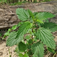 Urtica sp. at Paling Yards, NSW - 7 Sep 2024 by trevorpreston