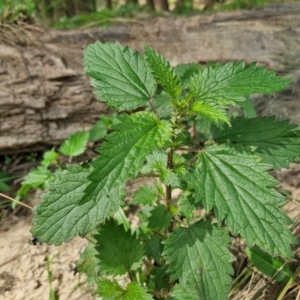 Urtica urens at Paling Yards, NSW - 7 Sep 2024