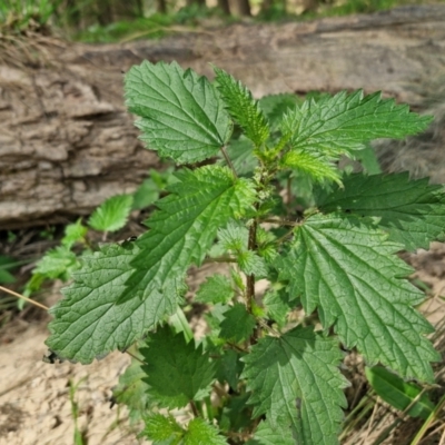 Urtica sp. at Paling Yards, NSW - 7 Sep 2024 by trevorpreston