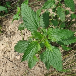 Urtica urens at Paling Yards, NSW - 7 Sep 2024