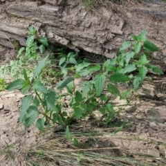 Urtica urens at Paling Yards, NSW - 7 Sep 2024