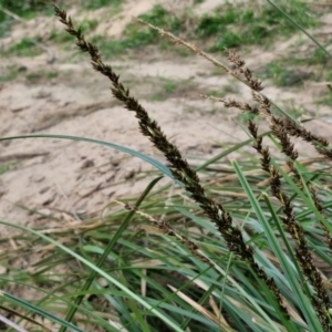 Carex appressa at Paling Yards, NSW - 7 Sep 2024 12:25 PM