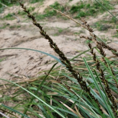 Carex appressa (Tall Sedge) at Paling Yards, NSW - 7 Sep 2024 by trevorpreston