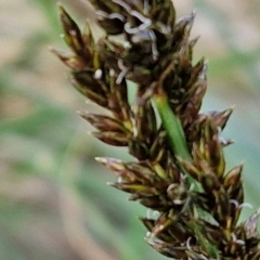 Carex appressa at Paling Yards, NSW - 7 Sep 2024