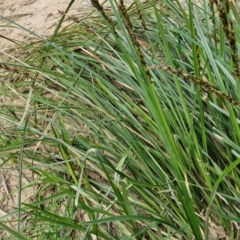 Carex appressa at Paling Yards, NSW - 7 Sep 2024 12:25 PM