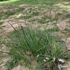 Carex appressa at Paling Yards, NSW - 7 Sep 2024