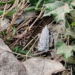 Utetheisa pulchelloides (Heliotrope Moth) at Paling Yards, NSW - 7 Sep 2024 by trevorpreston