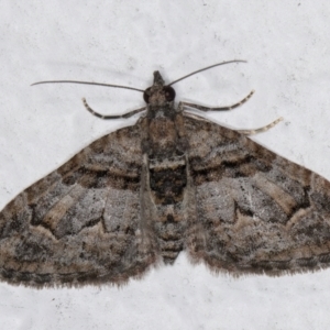 Phrissogonus laticostata at Melba, ACT - 5 Sep 2024