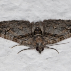 Phrissogonus laticostata at Melba, ACT - 5 Sep 2024 11:08 PM