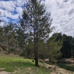 Casuarina/Allocasuarina sp. at Paling Yards, NSW - 7 Sep 2024 by trevorpreston