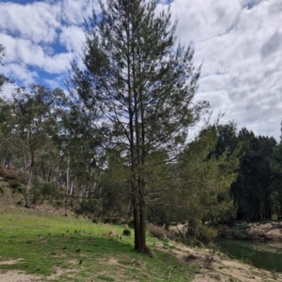 Casuarina/Allocasuarina sp. at Paling Yards, NSW - 7 Sep 2024 by trevorpreston