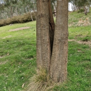 Casuarina cunninghamiana subsp. cunninghamiana at Paling Yards, NSW - 7 Sep 2024