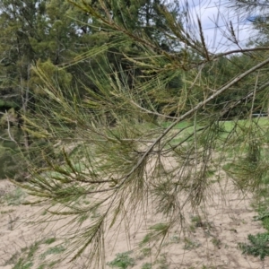 Casuarina cunninghamiana subsp. cunninghamiana at Paling Yards, NSW - 7 Sep 2024