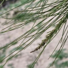 Casuarina cunninghamiana subsp. cunninghamiana at Paling Yards, NSW - 7 Sep 2024 12:21 PM