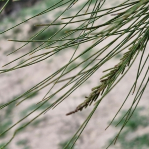 Casuarina cunninghamiana subsp. cunninghamiana at Paling Yards, NSW - 7 Sep 2024