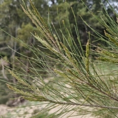 Casuarina cunninghamiana subsp. cunninghamiana at Paling Yards, NSW - 7 Sep 2024