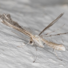 Stangeia xerodes (A plume moth) at Melba, ACT - 6 Sep 2024 by kasiaaus