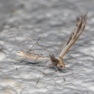 Stangeia xerodes at Melba, ACT - 6 Sep 2024 01:13 AM