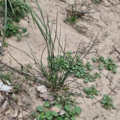 Juncus sp. (A Rush) at Paling Yards, NSW - 7 Sep 2024 by trevorpreston