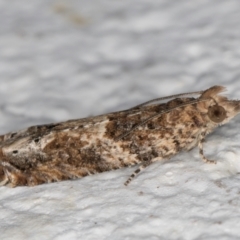 Crocidosema plebejana (Cotton Tipworm Moth) at Melba, ACT - 6 Sep 2024 by kasiaaus