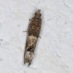 Crocidosema plebejana at Melba, ACT - 6 Sep 2024 01:12 AM