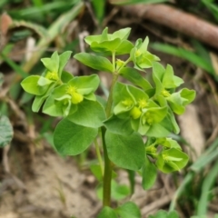 Euphorbia peplus at Paling Yards, NSW - 7 Sep 2024 by trevorpreston