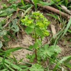 Euphorbia peplus at Paling Yards, NSW - 7 Sep 2024