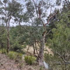 Eucalyptus blakelyi at Paling Yards, NSW - 7 Sep 2024 by trevorpreston