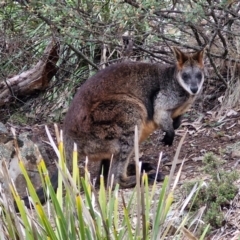 Wallabia bicolor (Swamp Wallaby) at Paling Yards, NSW - 7 Sep 2024 by trevorpreston