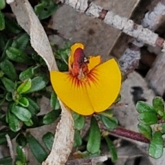 Unidentified Pea at Paling Yards, NSW - 7 Sep 2024 by trevorpreston