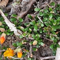 Pultenaea microphylla at Paling Yards, NSW - 7 Sep 2024