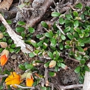 Pultenaea microphylla at Paling Yards, NSW - 7 Sep 2024