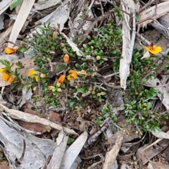 Pultenaea microphylla at Paling Yards, NSW - 7 Sep 2024