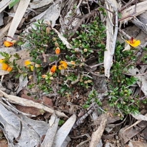 Pultenaea microphylla at Paling Yards, NSW - 7 Sep 2024 12:13 PM