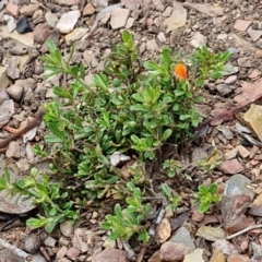 Pultenaea microphylla at Paling Yards, NSW - 7 Sep 2024