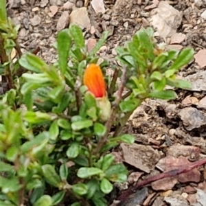 Pultenaea microphylla at Paling Yards, NSW - 7 Sep 2024