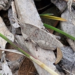 Goniaea australasiae (Gumleaf grasshopper) at Paling Yards, NSW - 7 Sep 2024 by trevorpreston