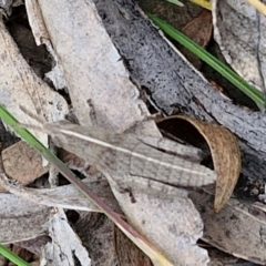 Goniaea australasiae at Paling Yards, NSW - 7 Sep 2024 12:11 PM