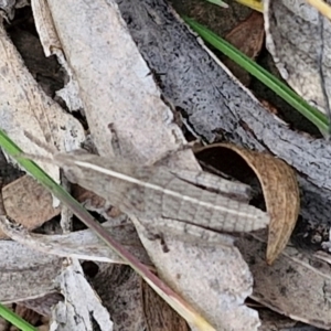 Goniaea australasiae at Paling Yards, NSW - 7 Sep 2024