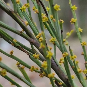 Exocarpos strictus at Paling Yards, NSW - 7 Sep 2024