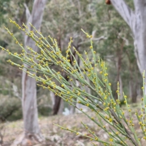 Exocarpos strictus at Paling Yards, NSW - 7 Sep 2024