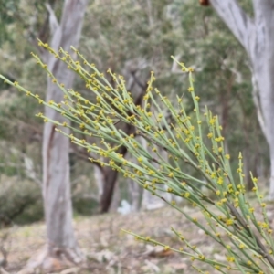 Exocarpos strictus at Paling Yards, NSW - 7 Sep 2024