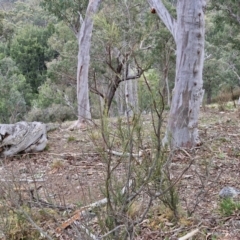 Exocarpos strictus at Paling Yards, NSW - 7 Sep 2024