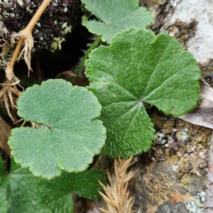 Hydrocotyle laxiflora at Paling Yards, NSW - 7 Sep 2024