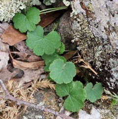 Hydrocotyle laxiflora at Paling Yards, NSW - 7 Sep 2024